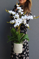 Kulena Tall, sztuczny storczyk w etno donicy, wys.62cm