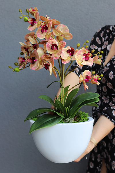 Vesuvio 2, storczyk w białej donicy, wys.54cm