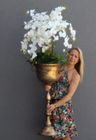 atrakcyjny wysoki storczyk w pucharze, Pałacowa Aura, wys.152cm 