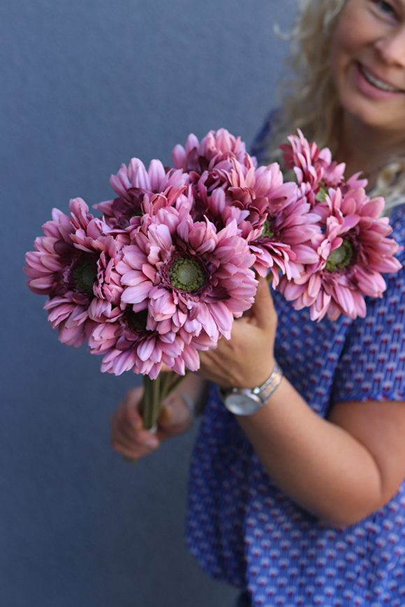 Gerbery Flamenco, bukiet wiśniowych kwiatów, dł.51cm
