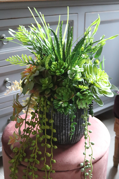 kompozycja sukulenty w czarnym naczyniu, Ysella, wys.40cm