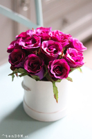 flowerbox z różami, Fuschia Mercedes, wys.22cm