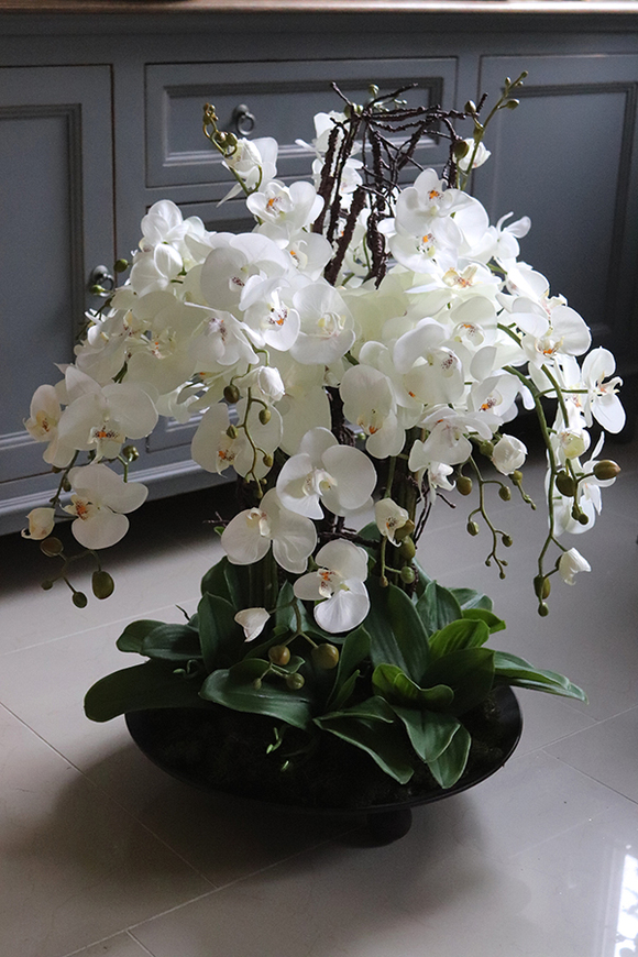 bardzo duży storczyk Fire Grande 2, wys.82cm 