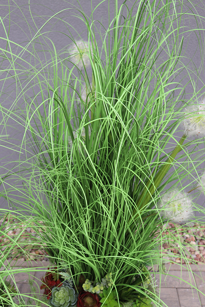 Deronata, trawa w białej donicy Fiberglass z dmuchawcami, wys.145cm