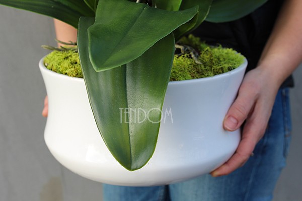 obfity storczyk Serenada White w minimalistycznej donicy, wys.65cm