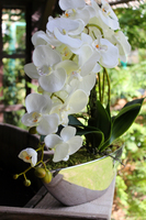 storczyk Laos Silver w srebrnej donicy łódce, wys. ok.57cm