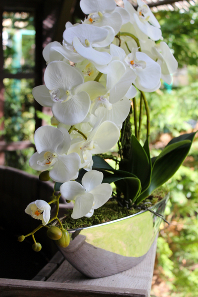 storczyk Laos Silver w srebrnej donicy łódce, wys. ok.57cm