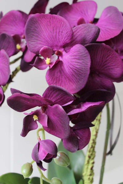 Terranova zjawiskowy storczyk w srebrnej donicy, wys.56cm