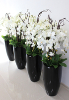 bardzo duży storczyk Black Grande w donicy, wys.120cm