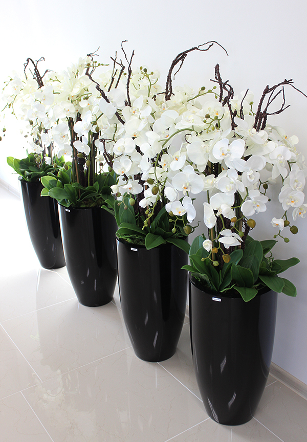 bardzo duży storczyk Black Grande w donicy, wys.120cm