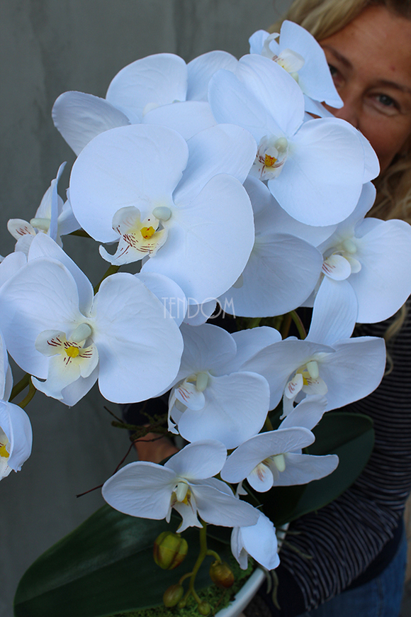 efektowny storczyk Laos White&White, wys.52cm 