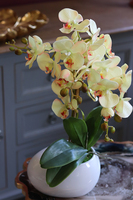 efektowny żółty storczyk, Etna, wys.54cm