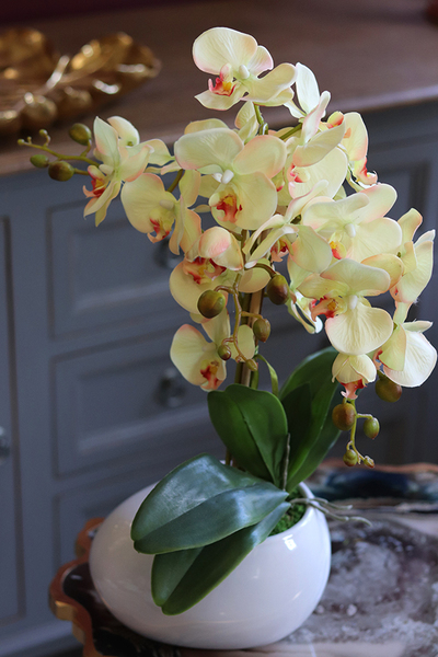 efektowny żółty storczyk, Etna, wys.54cm