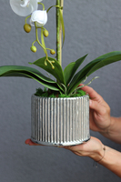 elegancki storczyk w srebrnej donicy Melano, wys.52cm