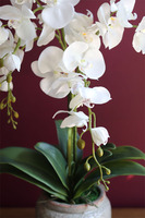 elegancki storczyk w ozdobnej donicy, Verona wys.61cm