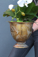 Goldeno, szlachetny storczyk w metalowym pucharze, wys.64cm