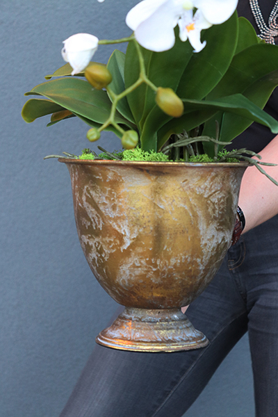 Goldeno, szlachetny storczyk w metalowym pucharze, wys.64cm