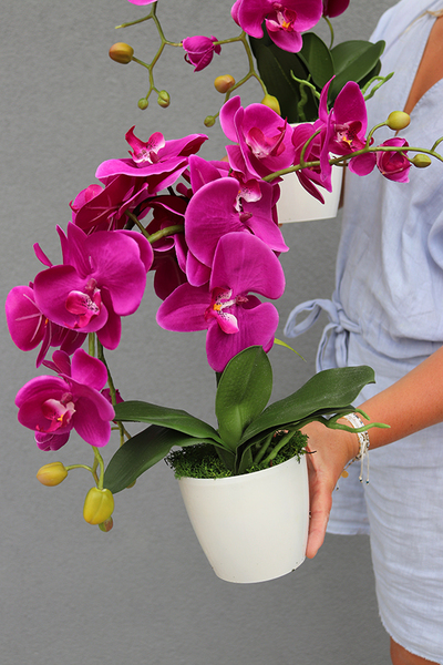 Mediolan Fuksja Mini, storczyk w osłonce z tworzywa sztucznego 1 szt., wys.42cm