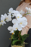 Lorenia, stylowy storczyk w złotej donicy, wys.54cm