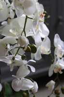 elegancki storczyk w donicy na stojaku, Polleona, wys.100cm 