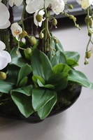 bardzo duży storczyk Fire Grande 2, wys.82cm 