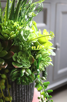 kompozycja sukulenty w czarnym naczyniu, Ysella, wys.40cm 