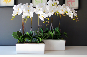 sztuczny storczyk Leo Big, wys.64cm