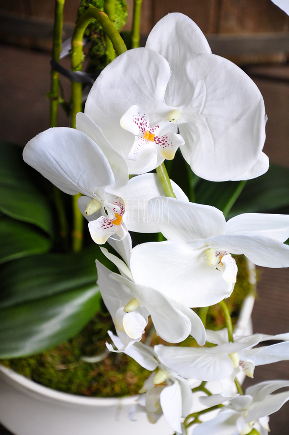 obfity storczyk Serenada White w minimalistycznej donicy, wys.65cm