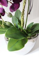 Terranova zjawiskowy storczyk w srebrnej donicy, wys.56cm