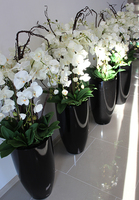 bardzo duży storczyk Black Grande w donicy, wys.120cm