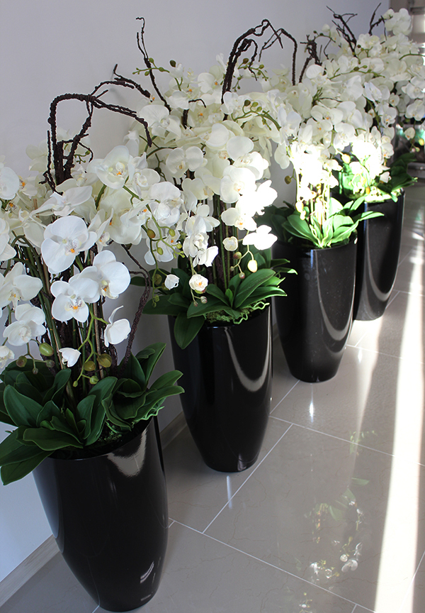 bardzo duży storczyk Black Grande w donicy, wys.120cm