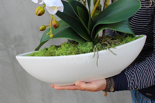 efektowny storczyk Laos White&White, wys.52cm 