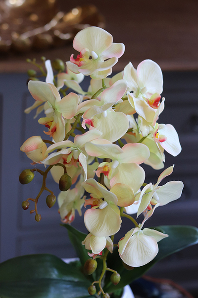 efektowny żółty storczyk, Etna, wys.54cm