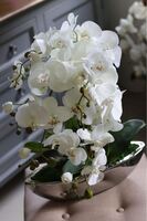 Laos Big Silver New, storczyk w srebrnej donicy, wys.70cm