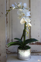 elegancki storczyk w srebrnej donicy Melano, wys.52cm