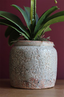 elegancki storczyk w ozdobnej donicy, Verona wys.61cm