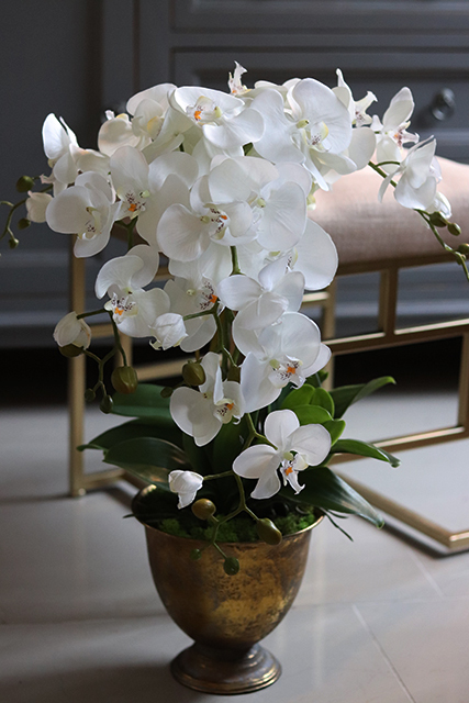 Goldeno, szlachetny storczyk w metalowym pucharze, wys.64cm