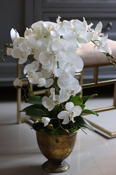 Goldeno, szlachetny storczyk w metalowym pucharze, wys.64cm