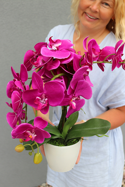 Mediolan Fuksja Mini, storczyk w osłonce z tworzywa sztucznego 1 szt., wys.42cm