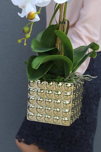 Lorenia, stylowy storczyk w złotej donicy, wys.54cm