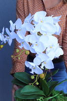 Jedua, elegancki storczyk w białym pucharze glamour, wys.67cm  