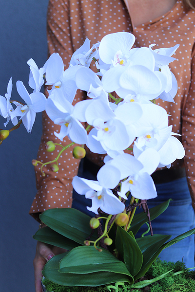 Jedua, elegancki storczyk w białym pucharze glamour, wys.67cm  