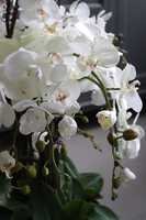 bardzo duży storczyk Fire Grande 2, wys.82cm 