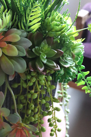 kompozycja sukulenty w czarnym naczyniu, Ysella, wys.40cm 