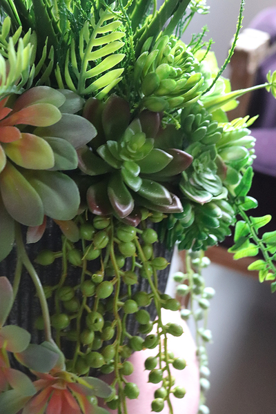 kompozycja sukulenty w czarnym naczyniu, Ysella, wys.40cm