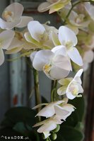 gumowy storczyk w szarej donicy, Magnum 2, wys.59cm