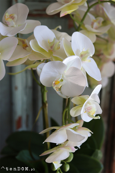 gumowy storczyk w szarej donicy, Magnum 2, wys.59cm