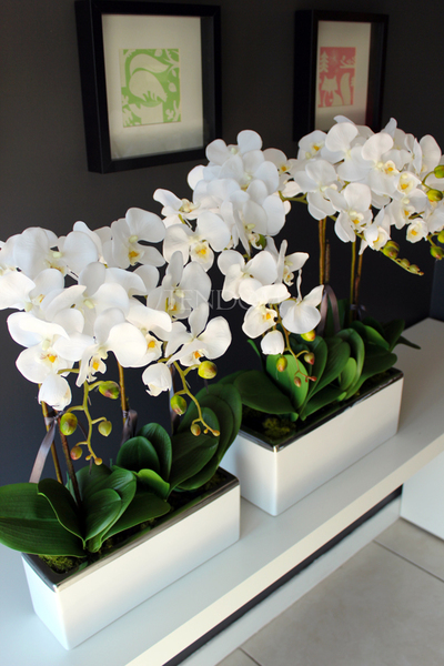 sztuczny storczyk Leo Big, wys.64cm 