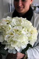 bukiet ecru hortensja, 5szt. wys.50cm 