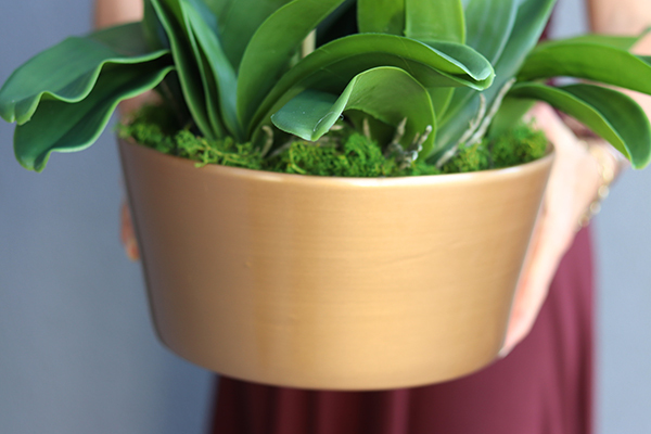 bardzo elegancki storczyk w złotej donicy, Złota Malaga, wys.62cm